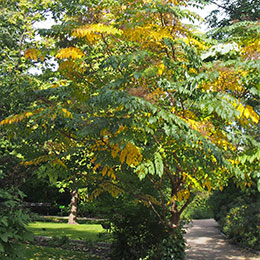 Japanese Angelica tree